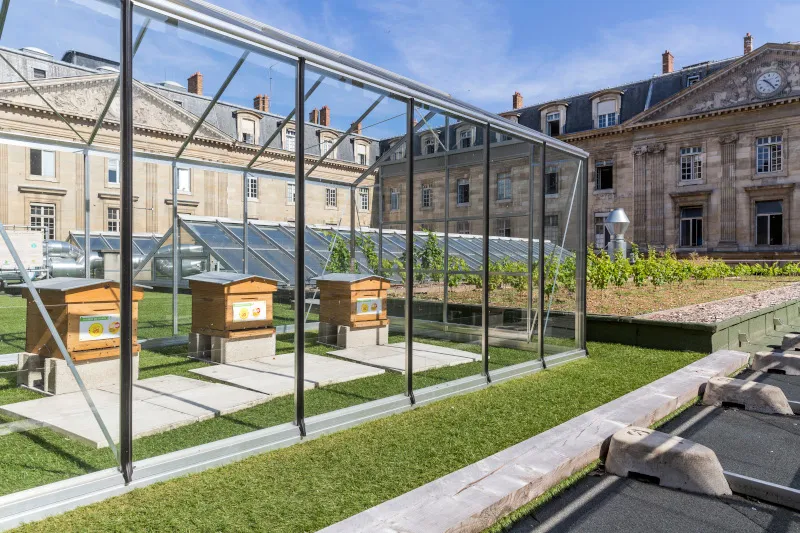 toiture-terrasse-vegetalisee-hotel-de-ville